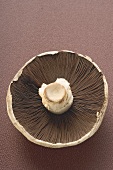 A Portobello mushroom from above