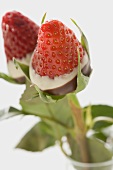 Two chocolate-dipped strawberries
