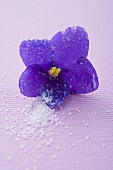 Sugared violet