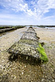Oyster bed