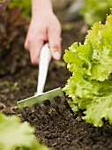 Hand cultivating soil in lettuce bed with small rake