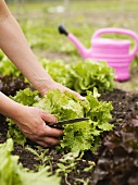 Woman picking lettuce in garden