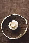 Portobello-Pilz von unten