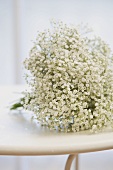 Gypsophila on table