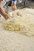 Cheese-making: curds and whey in a large container