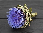 Artichoke flower on wooden table