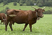 Salers Rinder auf der Weide (Frankreich)