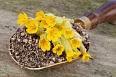 Cowslips, fresh and dried