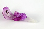 Purple dead-nettle flower