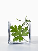 Geranium leaf and sprig of lavender in glass bowl
