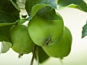 Grüne Äpfel am Zweig