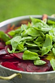 Salad ingredients in a colander (beetroot, spinach)