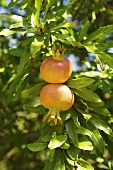 Pomegranates on the tree