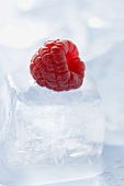 Raspberry on an ice cube (close-up)