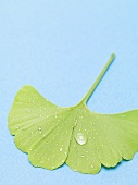 Gingko leaf with drops of water