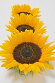 Three sunflowers in a row