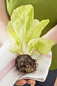 Woman holding a lettuce plant on a tea towel