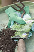 Bio-Spinatsamen in der Packung, Gartenutensilien und Erde