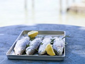 Trout with lemon halves & herbs ready for grilling at lakeside