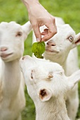 Young goats being fed