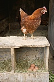 Hen and fresh eggs on a farm