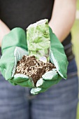 Hands holding spinach seeds in soil