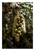 Macadamia nuts on the tree