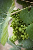 Champagne grapes in Reims, Champagne, France