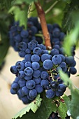 Montepulciano grapes at the Cantine Masciarelli vineyard in Abruzzo, Italy
