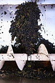 Weintrauben Cannonau in Traubenmühle oder 'Schnecke', Cantine Argiolas, Sardinien, Italien
