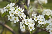 A sprig of pear blossoms (variety: Williams pear)