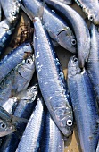 Freshly caught sardines (Bretagne, France)