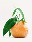 Mandarin with Leaves