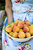 Hands holding bowl of fresh apricots