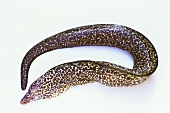 A moray eel
