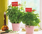 Herb pots: basil and parsley on window-sill