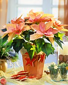 Pink poinsettia 'Cortez Candy' with Advent decorations