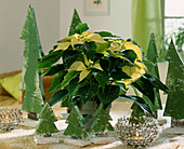 White poinsettia with wooden fir trees