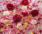 Rosenblüten zum Trocknen auf Zeitung gelegt
