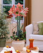 Amaryllis with Christmas baubles and candle