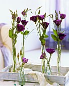 Lisianthus in glass specimen vases on a tray