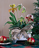 Bunte Frauenschuhorchideen weihnachtlich arrangiert