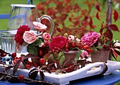 Roses and rose hips (Rosa), Parthenocissus