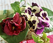 Pansies