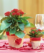 Kalanchoe