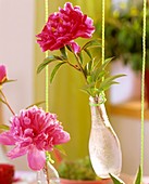 Peonies in small hanging bottles