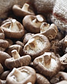 Viele Shiitakepilze (Lentinula edodes) auf Jutesack