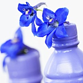 Delpinium 'Delpinium Blue' in plastic bottles