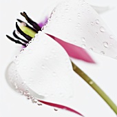 Verblühte Tulpe mit Wassertropfen (Nahaufnahme)