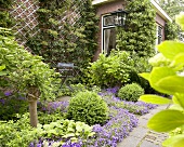 Summery garden with campanula in front of brick facade